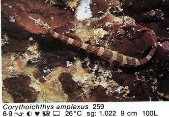 Corythoichthys amplexus